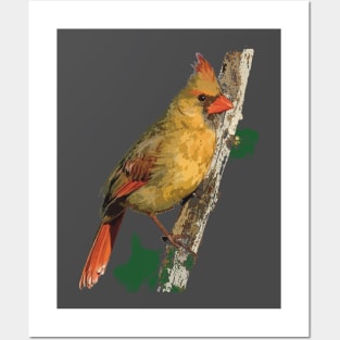 Female Northern Cardinal or Redbird Posters and Art